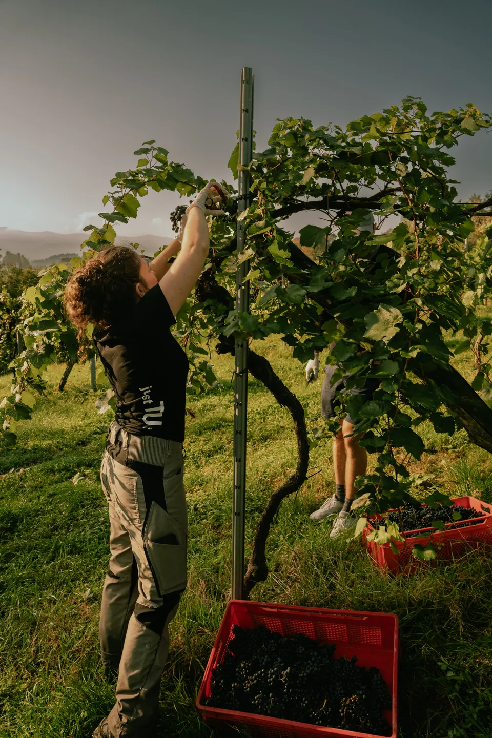 Hanna bei der Weinlese