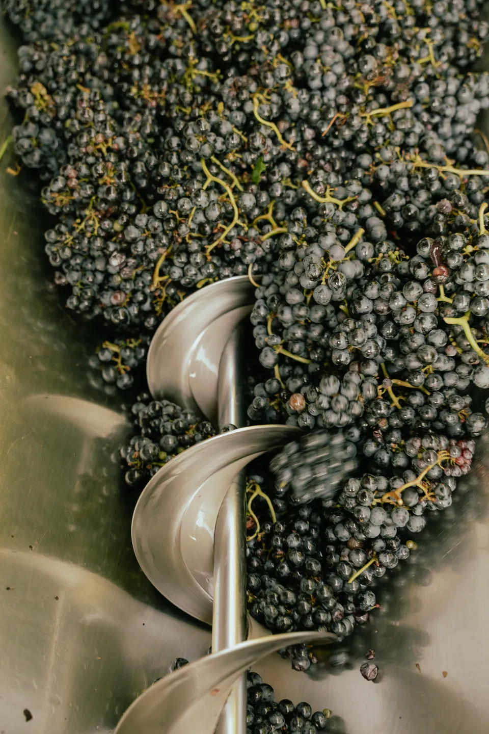 Schilchertrauben nach der Ernte